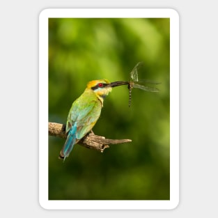 Rainbow Bee-Eater, Northern Territory Sticker